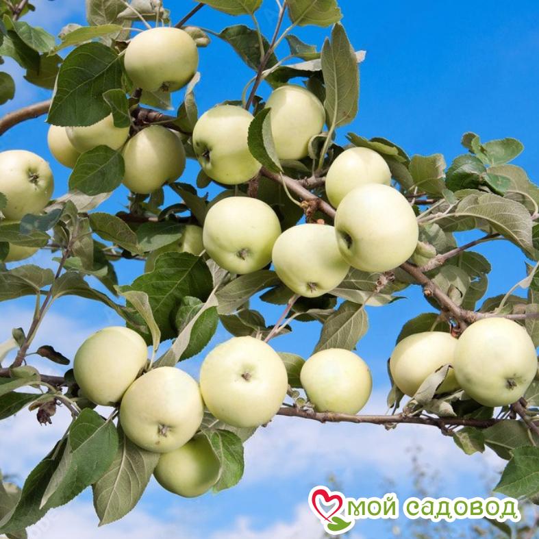 Яблоня Белый налив (-45°C)