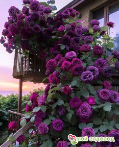 Роза Плетистая Плум Пэшн